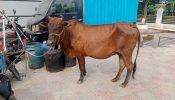 আড়াইহাজারে চোরাই গরু উদ্ধার