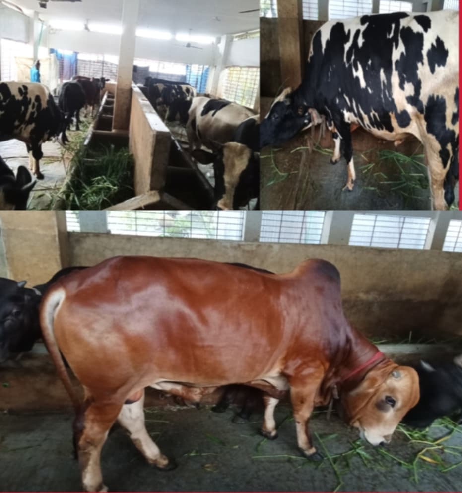 বিক্রির জন্য প্রস্তুত আড়াই হাজারের সুবহান ডেইরি ফার্মের ১২ টি পশু
