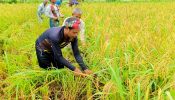 নীরবে হারিয়ে যাচ্ছে নবান্ন উৎসব, আমন কাটায় ব্যস্ত কৃষক