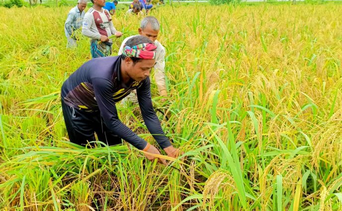 নীরবে হারিয়ে যাচ্ছে নবান্ন উৎসব, আমন কাটায় ব্যস্ত কৃষক