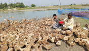 সোনারগাঁয়ে হাঁসের খামারে দুই বন্ধুর সাফল্য