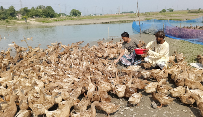 সোনারগাঁয়ে হাঁসের খামারে দুই বন্ধুর সাফল্য