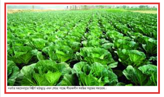 রূপগঞ্জে শীতের সবজির বাম্পার ফলনে কৃষকের মুখে হাসি