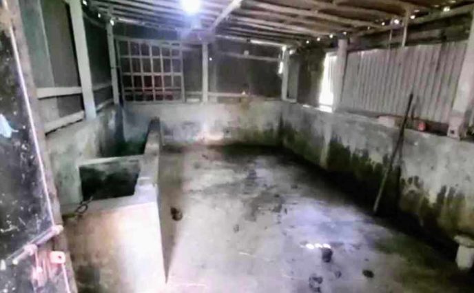 রূপগঞ্জে খামারির ঘোয়াল  থেকে ৪ গরু চুরি