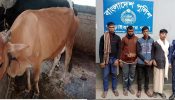 আড়াইহাজারে দুটি চোরাই গরুসহ ৪ চোর গ্রেপ্তার