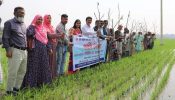 সোনারগাঁয়ের জামপুরে পাচিং উৎসবের উদ্ধোধন