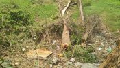 রূপগঞ্জে সরকারি গাছ কেটে নেওয়ার অভিযোগ