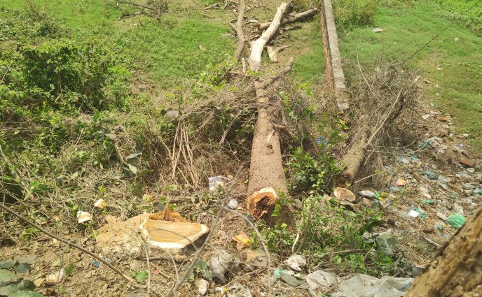 রূপগঞ্জে সরকারি গাছ কেটে নেওয়ার অভিযোগ