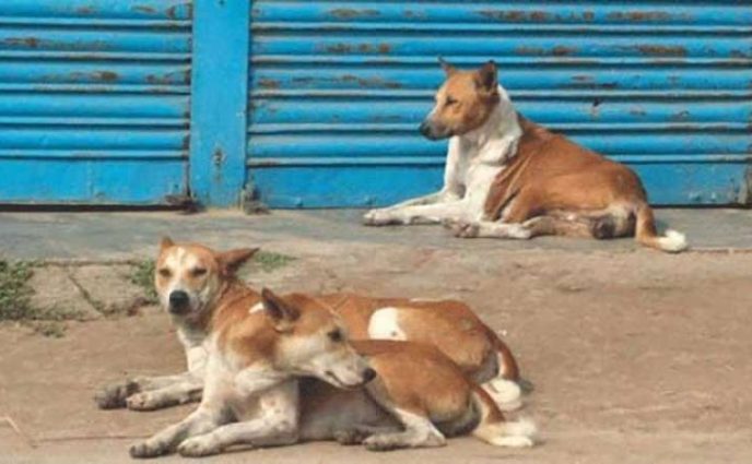 সোনারগাঁয়ে পাগলা কুকুরের কামড়ে আহত ২, আতঙ্কে এলাকাবাসী