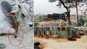 এলাকাবাসীর লিখিত অভিযোগ উপেক্ষিত, সিদ্ধিরগঞ্জে ১নং ওয়ার্ডে ডিএনডি খালের পাড় ও রাস্তা দখল করে পশুর হাট!