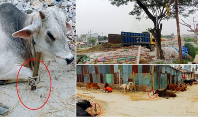 এলাকাবাসীর লিখিত অভিযোগ উপেক্ষিত, সিদ্ধিরগঞ্জে ১নং ওয়ার্ডে ডিএনডি খালের পাড় ও রাস্তা দখল করে পশুর হাট!