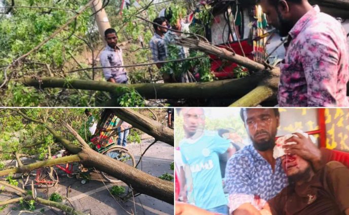 আড়াইহাজারে গাছ কাটার সময় চাপা পড়ে আহত ২, একজনের অবস্থা গুরুতর
