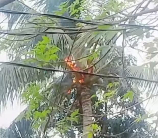আড়াইহাজারে বজ্রপাতের কবলে গৃহবধূ,  নারিকেল গাছে আগুন!
